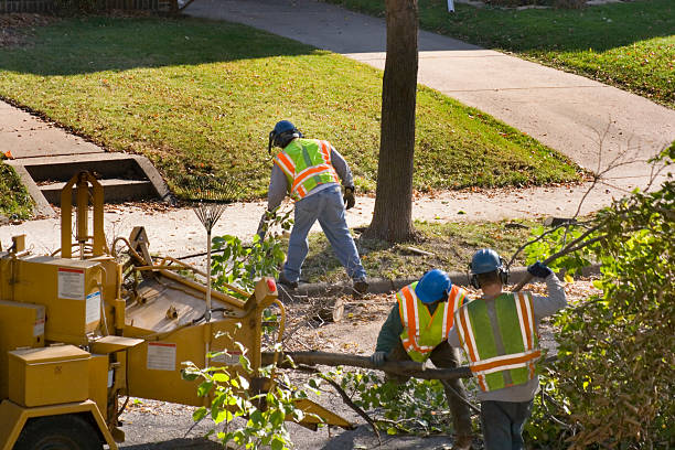 Residential Tree Removal in Truckee, CA